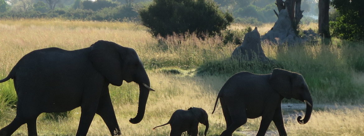 Okavango-Delta